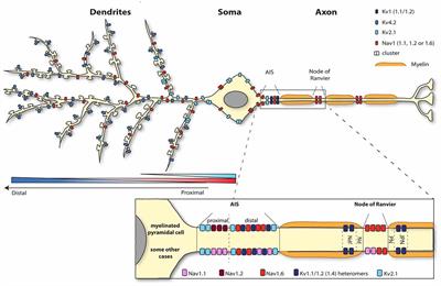 The Segregated Expression of Voltage-Gated Potassium and Sodium Channels in Neuronal Membranes: Functional Implications and Regulatory Mechanisms